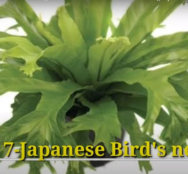 Japanese Bird's Nest Fern