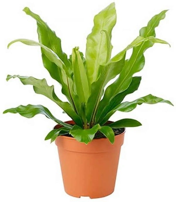 Bird's Nest Fern