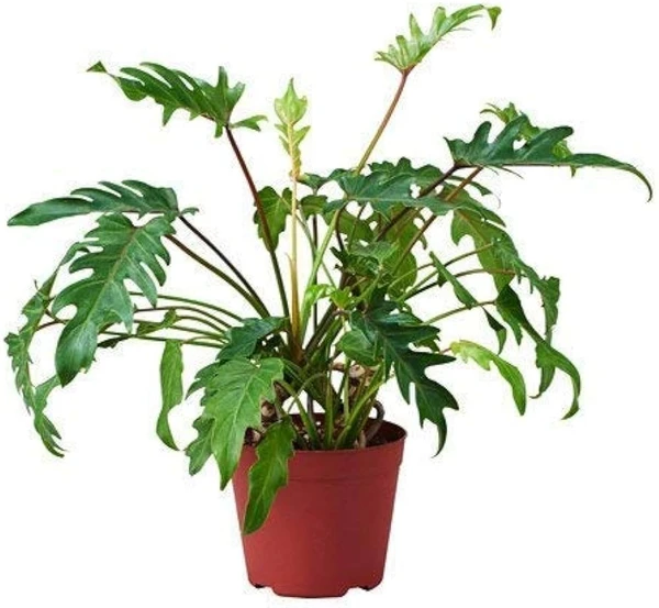 Philodendron Xanadu (50 Pcs.)