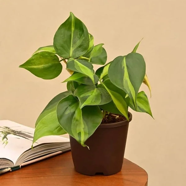 Philodendron Scandens