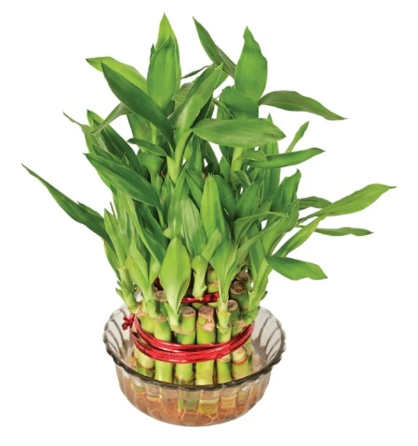 Dracaena Sanderiana -lucky bamboo (50 Pcs.)