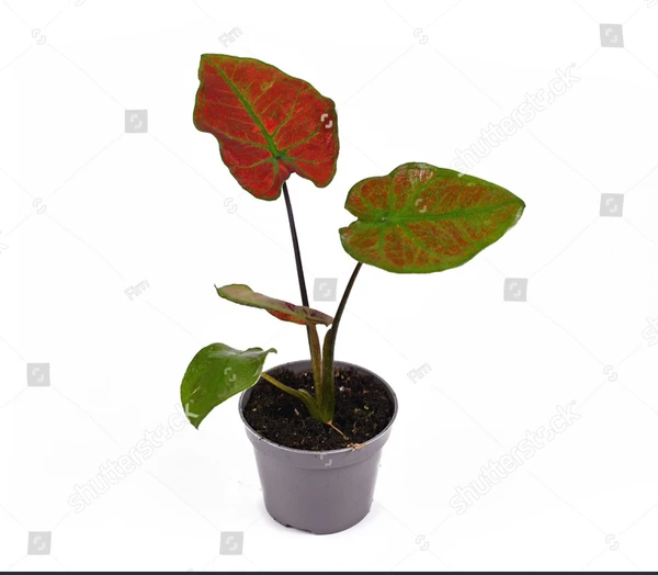 Caladium Danasty