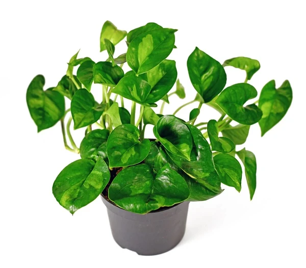 Global Green Pothos