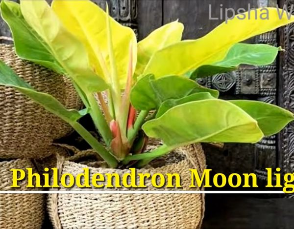 Philodendron Moon Light