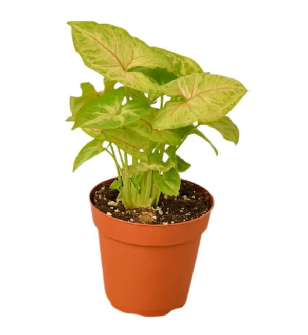 Syngonium Golden