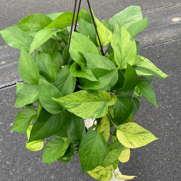 Jessenia Pothos