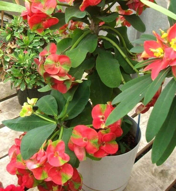 Euphorbia Millie (50 Pcs)