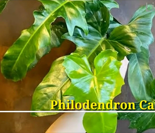 Philodendron Camouflage