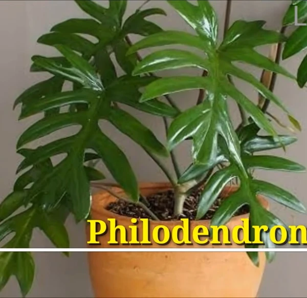 Philodendron Elegans