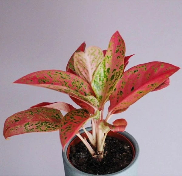 Aglaonema Proserity Sapling (50 Pcs.)