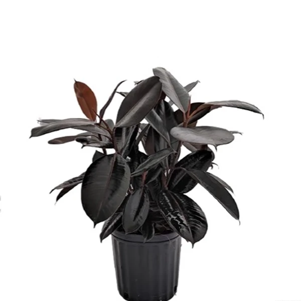 Ficus Elastica Black Prince