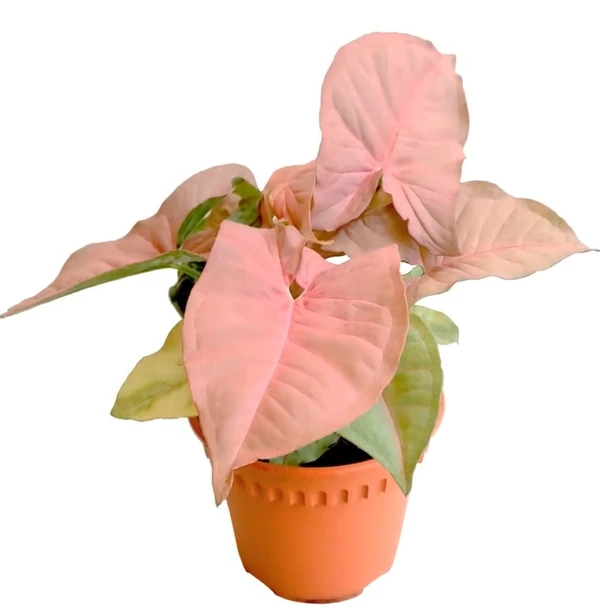 Syngonium Pink (50 Pcs.)