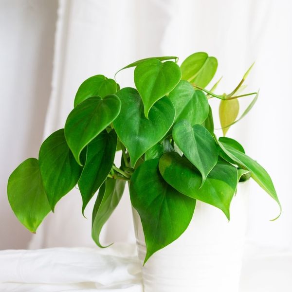 Philodendron Sweet Heart
