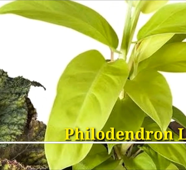 Philodendron Lemon Lime