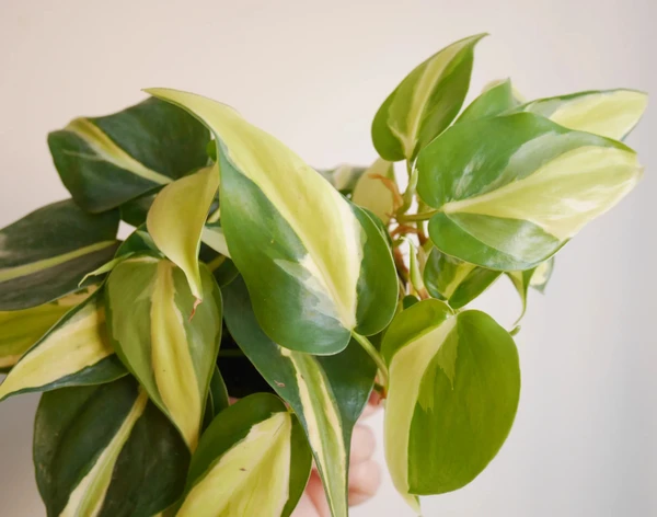 Philodendron Silver Stripe