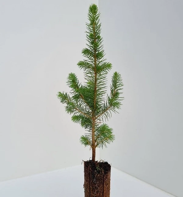 Christmas Tree Seedling (100 Pcs.)