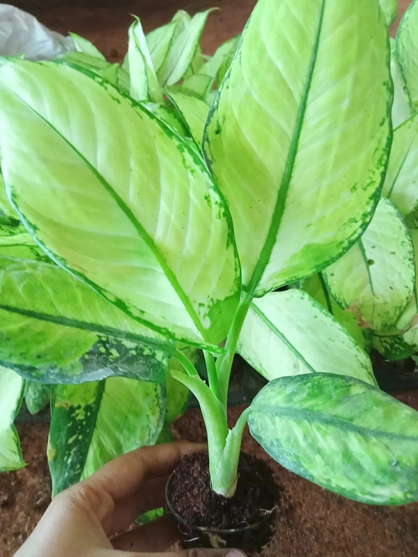 Dieffenbachia Green Magic Sapling (100 Pcs.)
