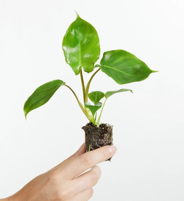 Philodendron Burle Marx Sapling (100 Pcs.)