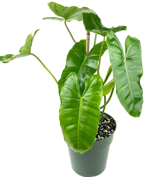 Philodendron Burle Marx Sapling (100 Pcs.)