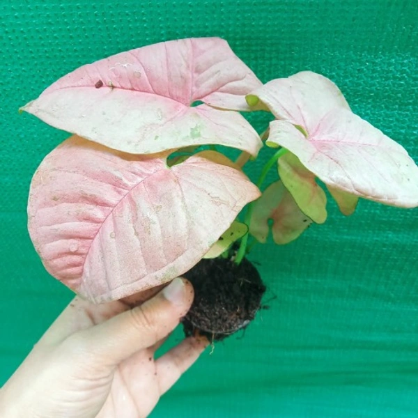 Syngonium Pink (50 Pcs.)