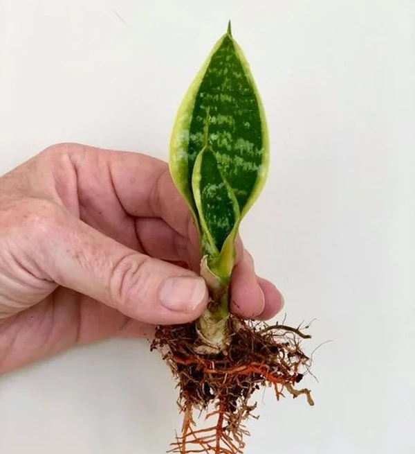 Snake Plant Sapling (100 Pcs.)