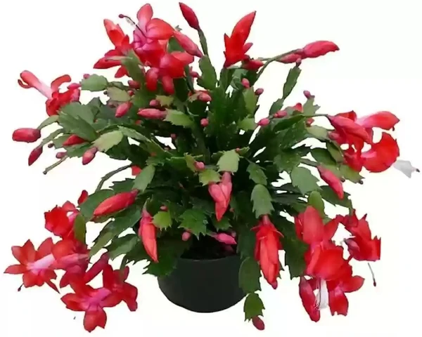 Christmas cactus Sapling (100 Pcs.)