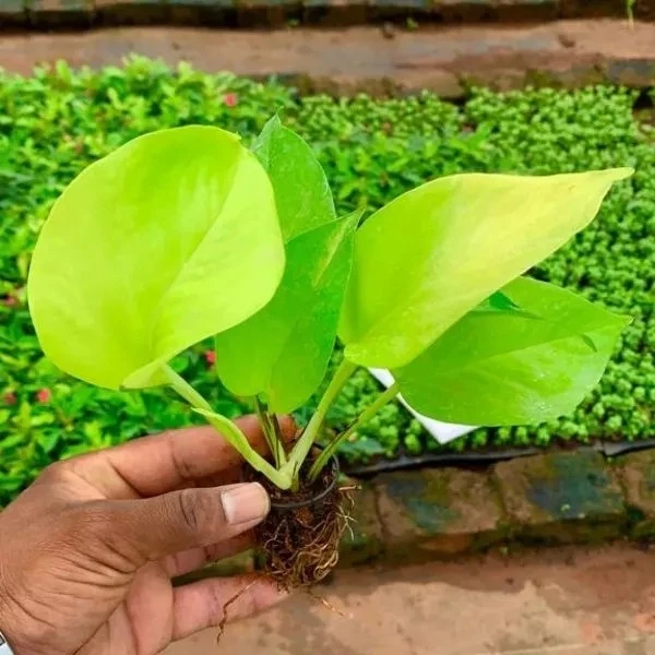 Golden Money Plant Sapling (100 Pcs.)