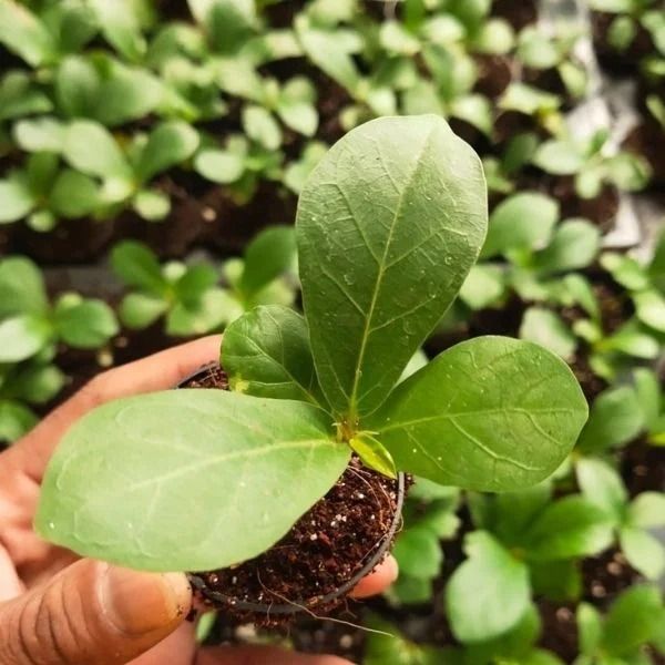 Dwarf Fiddle Leaf Fig Plant Sapling