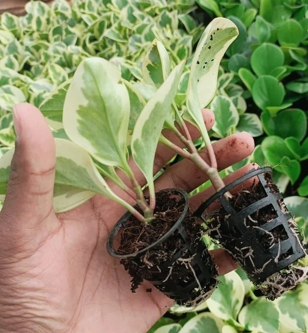 Peperomia Obtusifolia Baby Rubber Variegated Sapling (100 Pcs.))