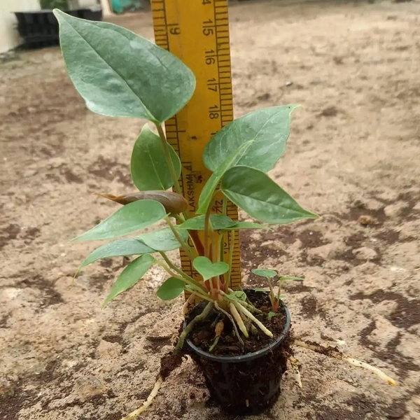 Anthurium Andraeanum Red Sapling (100 Pcs.)