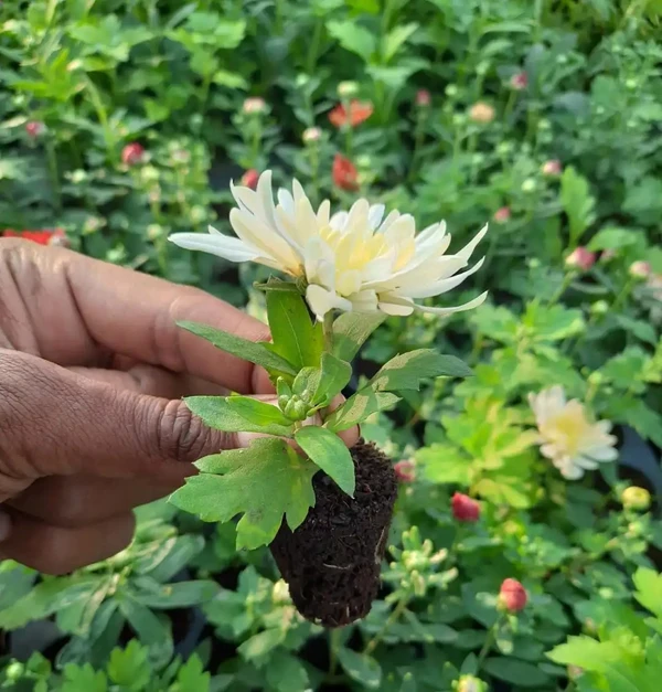 Chrysanthemum Mix Sapling (200 Pcs.)