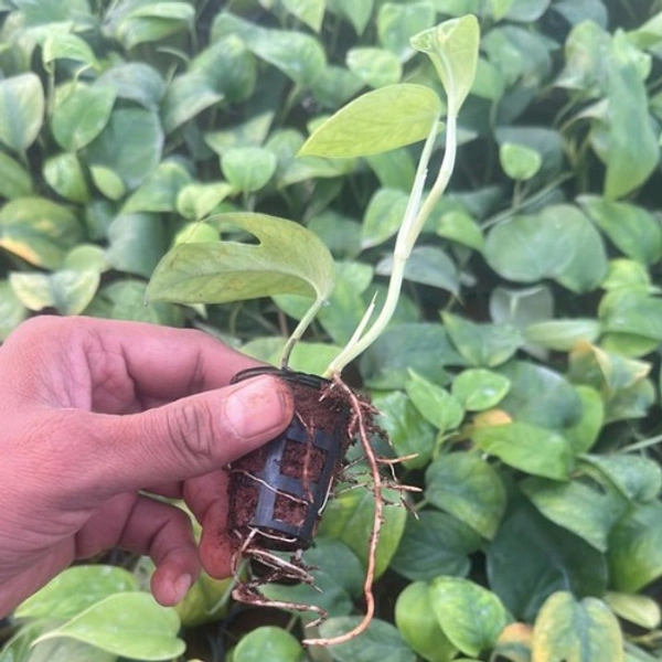 Philodendron Monstera Deliciosa Sapling (100 Pcs.)