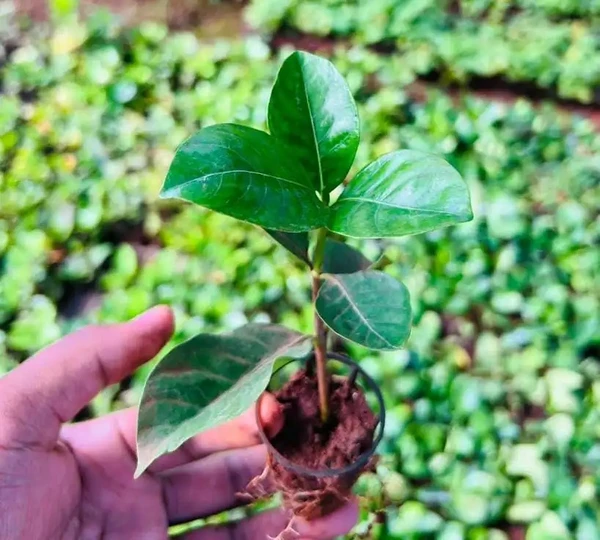 Gardenia Ananta Sapling