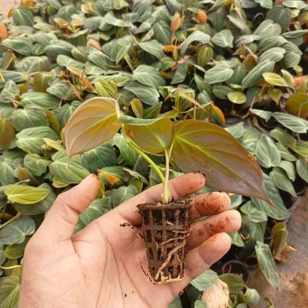 Philodendron Velvet Leaf Sapling (100 Pcs.)