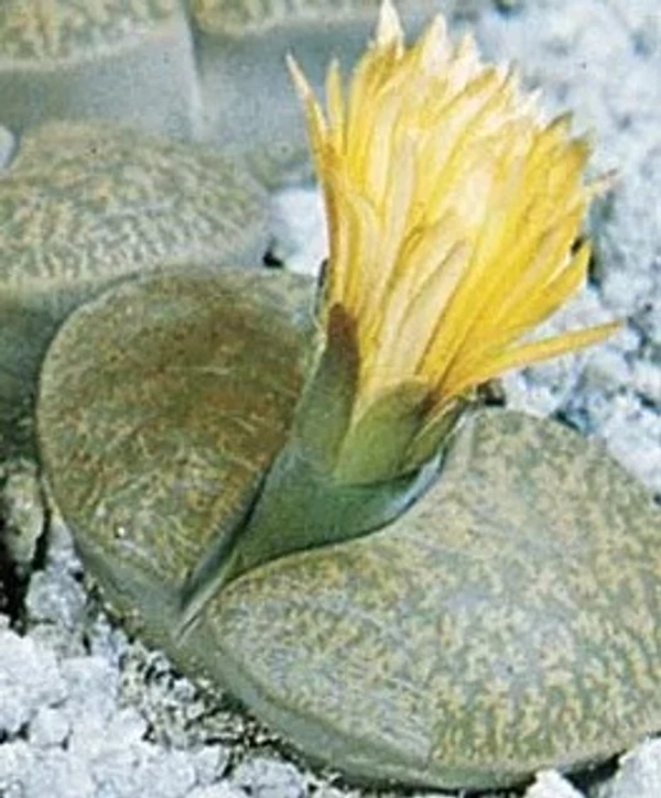 Lithops Plant Sapling (100 Pcs.)