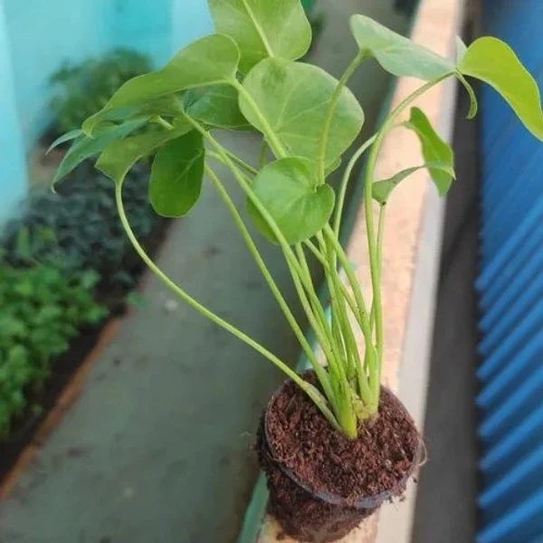 Philodendron Xanadu Sapling (100 Pcs.)