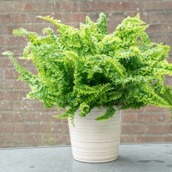 Golden Fern Plant Sapling (100  Pcs.)