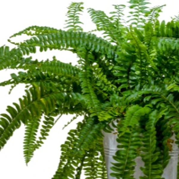Green Fern Plant Sapling (100 Pcs.)