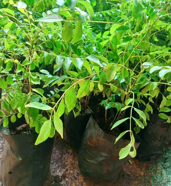 Curry Leave Sapling (100 Pcs.)