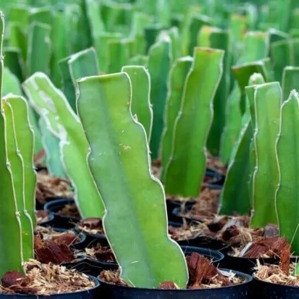 Dragon Fruit Sapling (100 Pcs.)