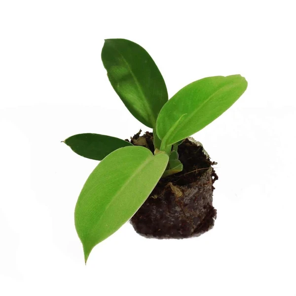 Philodendron Moonshine Plant Sapling (100 Pcs.)