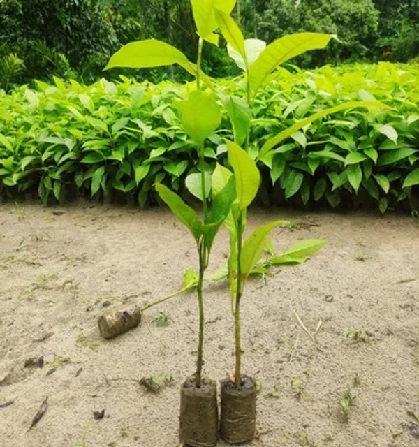 Titachapa plant sapling (100 Pcs.)