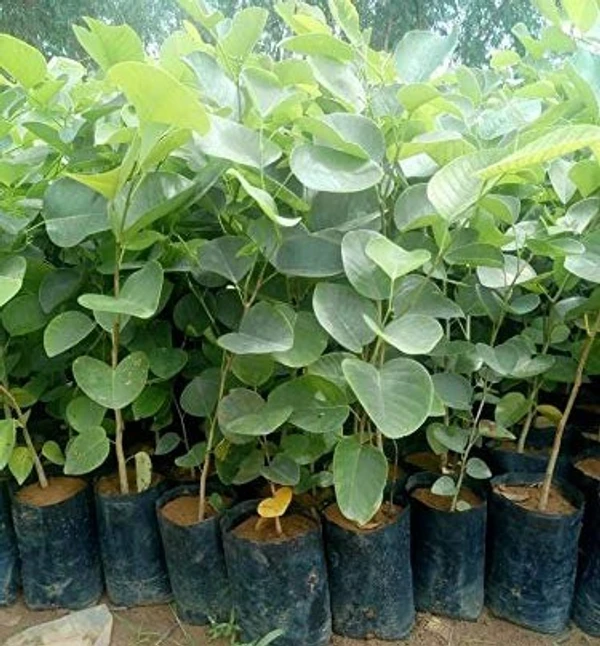 Red Sandalwood Plants Sapling (100 Pcs.)