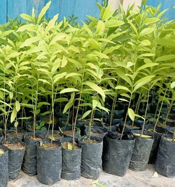 White Sandalwood Plant sapling (100 Pcs.)