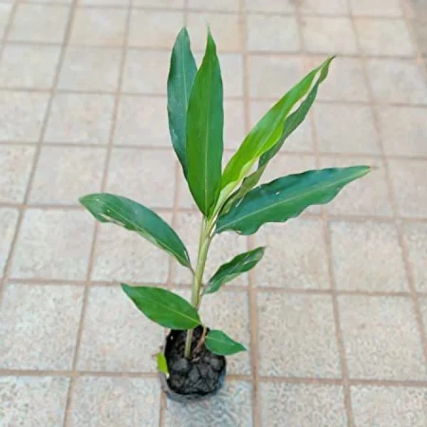 Cardamom Seedling (100 Pcs.)