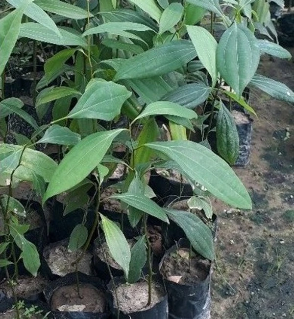 Ceylon Cinnamon (Dalchini) Sapling (100 Pcs.)