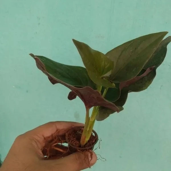 Black Money Plant Sapling (100 Pcs.)