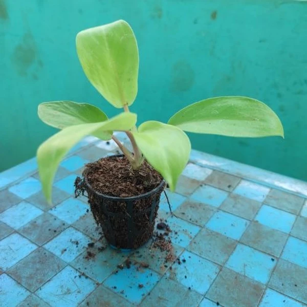 Philodendron Sweet Heart Sapling (100 Pcs.)