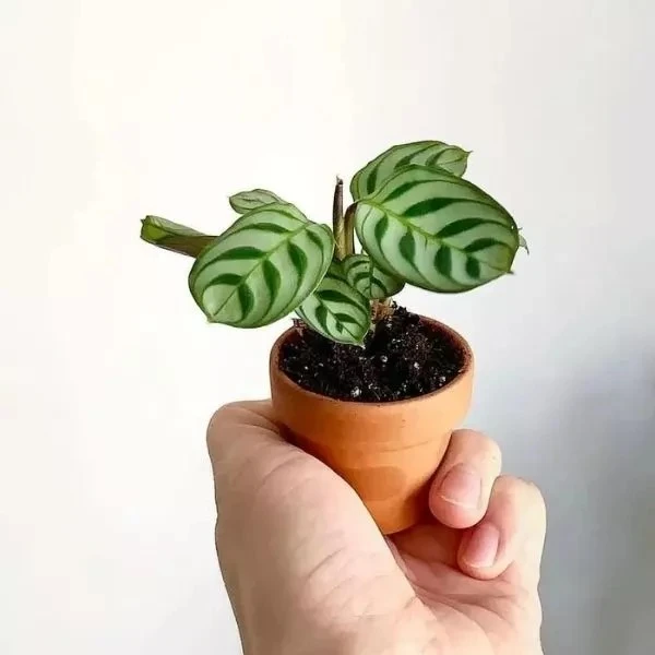 Calathea Burle Marx Sapling (100 Pcs.)