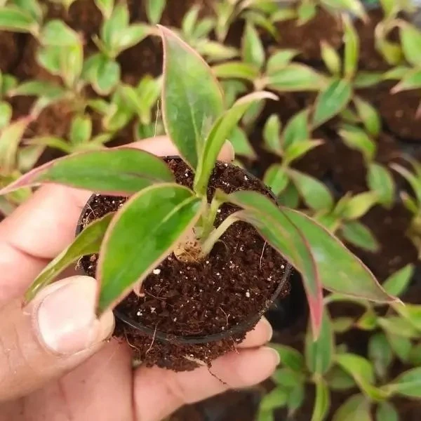 Aglaonema Lipstick Plant Sapling (100 Pcs.)